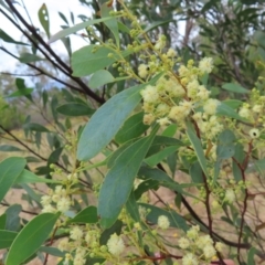 Acacia penninervis var. penninervis (Hickory Wattle) at Mount Taylor - 29 Dec 2022 by MatthewFrawley