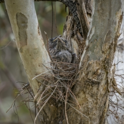 Artamus cyanopterus cyanopterus (Dusky Woodswallow) at Pialligo, ACT - 28 Dec 2022 by trevsci