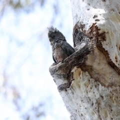 Callocephalon fimbriatum (Gang-gang Cockatoo) at Acton, ACT - 12 Nov 2022 by AlisonMilton