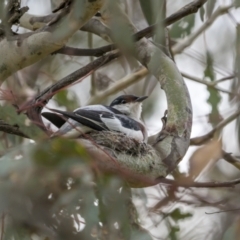 Lalage tricolor (White-winged Triller) at Pialligo, ACT - 28 Dec 2022 by trevsci