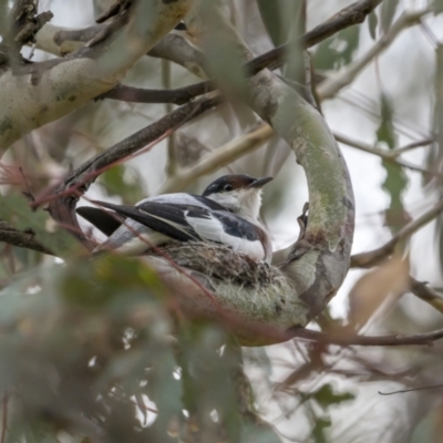 Lalage tricolor (White-winged Triller) at Pialligo, ACT - 29 Dec 2022 by trevsci