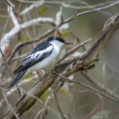 Lalage tricolor at Pialligo, ACT - 29 Dec 2022 08:16 AM