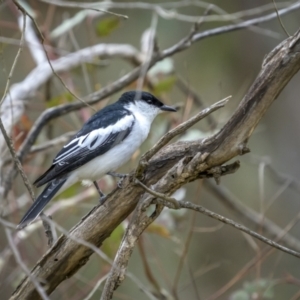 Lalage tricolor at Pialligo, ACT - 29 Dec 2022