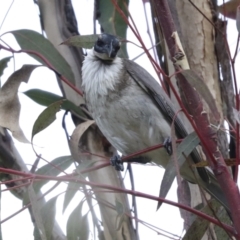 Philemon corniculatus (Noisy Friarbird) at Acton, ACT - 12 Nov 2022 by AlisonMilton
