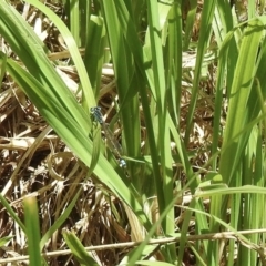 Ischnura heterosticta (Common Bluetail Damselfly) at Burradoo, NSW - 21 Dec 2022 by GlossyGal