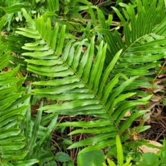 Blechnum sp. at Bateau Bay, NSW - 29 Dec 2022 by trevorpreston