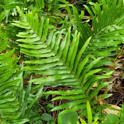 Blechnum (genus) (A Hard Fern) at Bateau Bay, NSW - 29 Dec 2022 by trevorpreston
