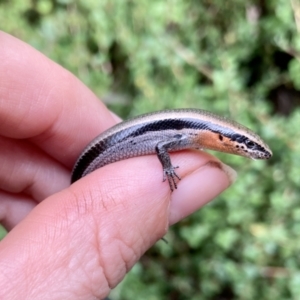 Acritoscincus platynotus at Wamboin, NSW - 29 Dec 2022