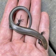 Acritoscincus platynotus at Wamboin, NSW - 29 Dec 2022