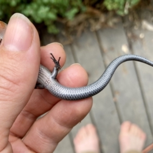 Acritoscincus platynotus at Wamboin, NSW - 29 Dec 2022