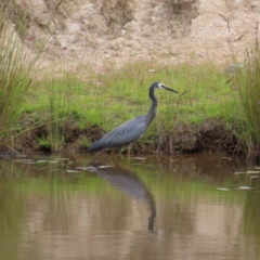 Egretta novaehollandiae (White-faced Heron) at Mount Taylor - 29 Dec 2022 by MatthewFrawley