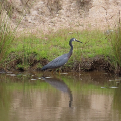 Egretta novaehollandiae (White-faced Heron) at Mount Taylor - 29 Dec 2022 by MatthewFrawley