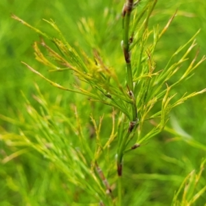 Caustis blakei at Bateau Bay, NSW - 29 Dec 2022