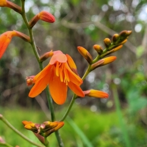 Crocosmia x crocosmiiflora at Bateau Bay, NSW - 29 Dec 2022