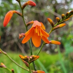 Crocosmia x crocosmiiflora at Bateau Bay, NSW - 29 Dec 2022