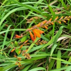 Crocosmia x crocosmiiflora at Bateau Bay, NSW - 29 Dec 2022