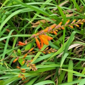 Crocosmia x crocosmiiflora at Bateau Bay, NSW - 29 Dec 2022