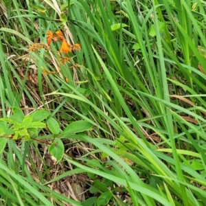 Crocosmia x crocosmiiflora at Bateau Bay, NSW - 29 Dec 2022