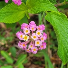 Lantana camara (Lantana) at Bateau Bay, NSW - 29 Dec 2022 by trevorpreston