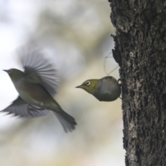 Zosterops lateralis (Silvereye) at McKellar, ACT - 26 Sep 2022 by AlisonMilton