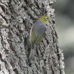 Zosterops lateralis at McKellar, ACT - 26 Sep 2022 01:40 PM