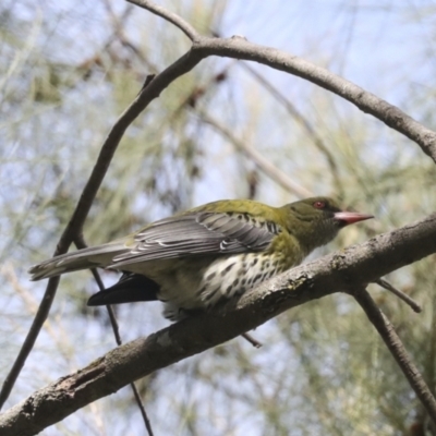 Oriolus sagittatus (Olive-backed Oriole) at Evatt, ACT - 26 Sep 2022 by AlisonMilton