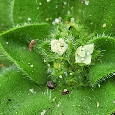 Richardia humistrata (Richardia Weed) at Bateau Bay, NSW - 29 Dec 2022 by trevorpreston