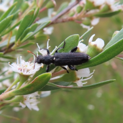 Eleale simplex (Clerid beetle) at Mount Taylor - 29 Dec 2022 by MatthewFrawley