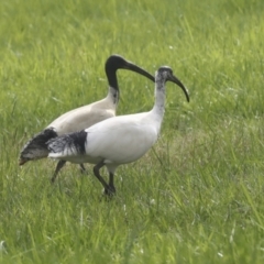 Threskiornis molucca (Australian White Ibis) at Belconnen, ACT - 26 Sep 2022 by AlisonMilton