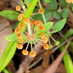 Pomax umbellata at Bateau Bay, NSW - 29 Dec 2022