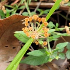 Pomax umbellata at Bateau Bay, NSW - 29 Dec 2022