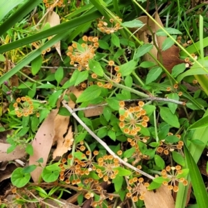 Pomax umbellata at Bateau Bay, NSW - 29 Dec 2022