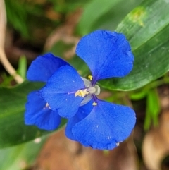 Commelina cyanea (Scurvy Weed) at Bateau Bay, NSW - 29 Dec 2022 by trevorpreston