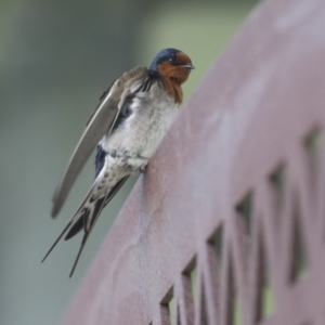 Hirundo neoxena at Belconnen, ACT - 26 Sep 2022