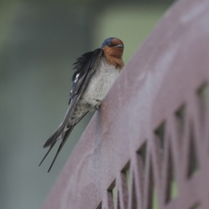 Hirundo neoxena at Belconnen, ACT - 26 Sep 2022