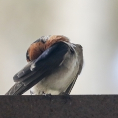 Hirundo neoxena at Belconnen, ACT - 26 Sep 2022