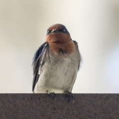 Hirundo neoxena at Belconnen, ACT - 26 Sep 2022