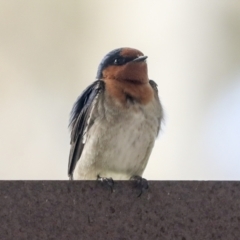 Hirundo neoxena at Belconnen, ACT - 26 Sep 2022