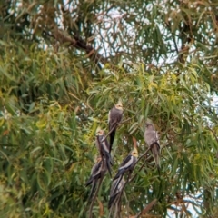 Nymphicus hollandicus (Cockatiel) at Fowlers Gap, NSW - 29 Dec 2022 by Darcy