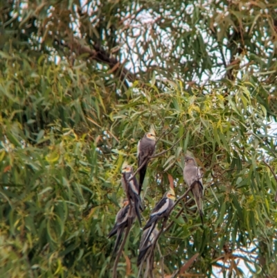 Nymphicus hollandicus (Cockatiel) at Fowlers Gap, NSW - 29 Dec 2022 by Darcy