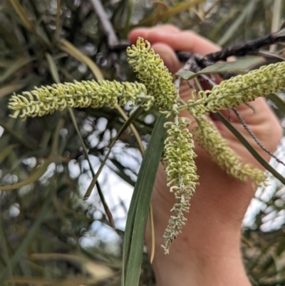 Grevillea striata (Beefwood) at Mutawintji, NSW - 29 Dec 2022 by Darcy