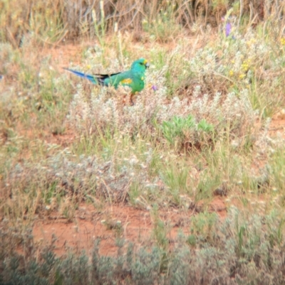 Psephotellus varius (Mulga Parrot) at Mutawintji, NSW - 29 Dec 2022 by Darcy