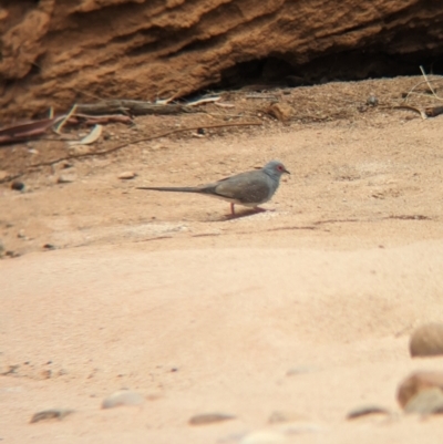 Geopelia cuneata (Diamond Dove) at Mutawintji, NSW - 29 Dec 2022 by Darcy