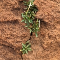 Isotoma petraea (Rock Isotome) at Mutawintji, NSW - 29 Dec 2022 by Darcy