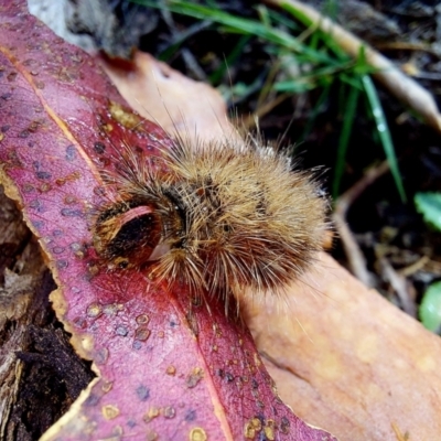 Anthela (genus) immature (Unidentified Anthelid Moth) at Tidbinbilla Nature Reserve - 28 Dec 2022 by Numbat