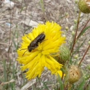 Lasioglossum (Chilalictus) lanarium at Molonglo Valley, ACT - 29 Dec 2022 11:08 AM