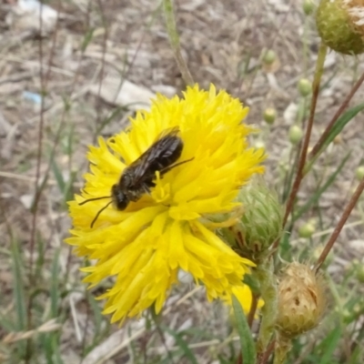 Lasioglossum (Chilalictus) lanarium (Halictid bee) at Sth Tablelands Ecosystem Park - 29 Dec 2022 by AndyRussell