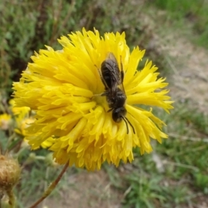 Lasioglossum (Chilalictus) lanarium at Molonglo Valley, ACT - 29 Dec 2022 11:08 AM