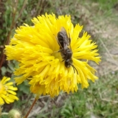 Lasioglossum (Chilalictus) lanarium at Molonglo Valley, ACT - 29 Dec 2022 11:08 AM