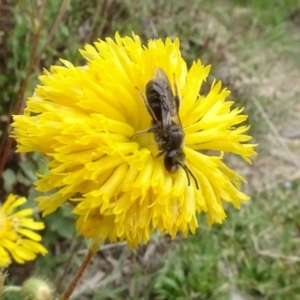 Lasioglossum (Chilalictus) lanarium at Molonglo Valley, ACT - 29 Dec 2022 11:08 AM